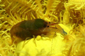   Shrimp  